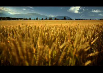 SHREDDED WHEAT