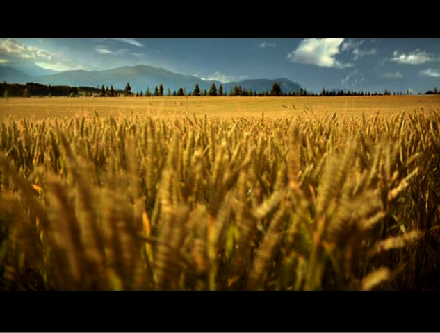 SHREDDED WHEAT